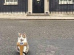Larry the cat on a podium.(Twitter/@Number10cat) Larry the cat on a podium.(Twitter/@Number10cat)