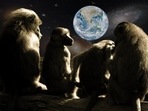 Monkeys may face various challenges when mating in zero gravity.(Representative Image/ Pixabay)