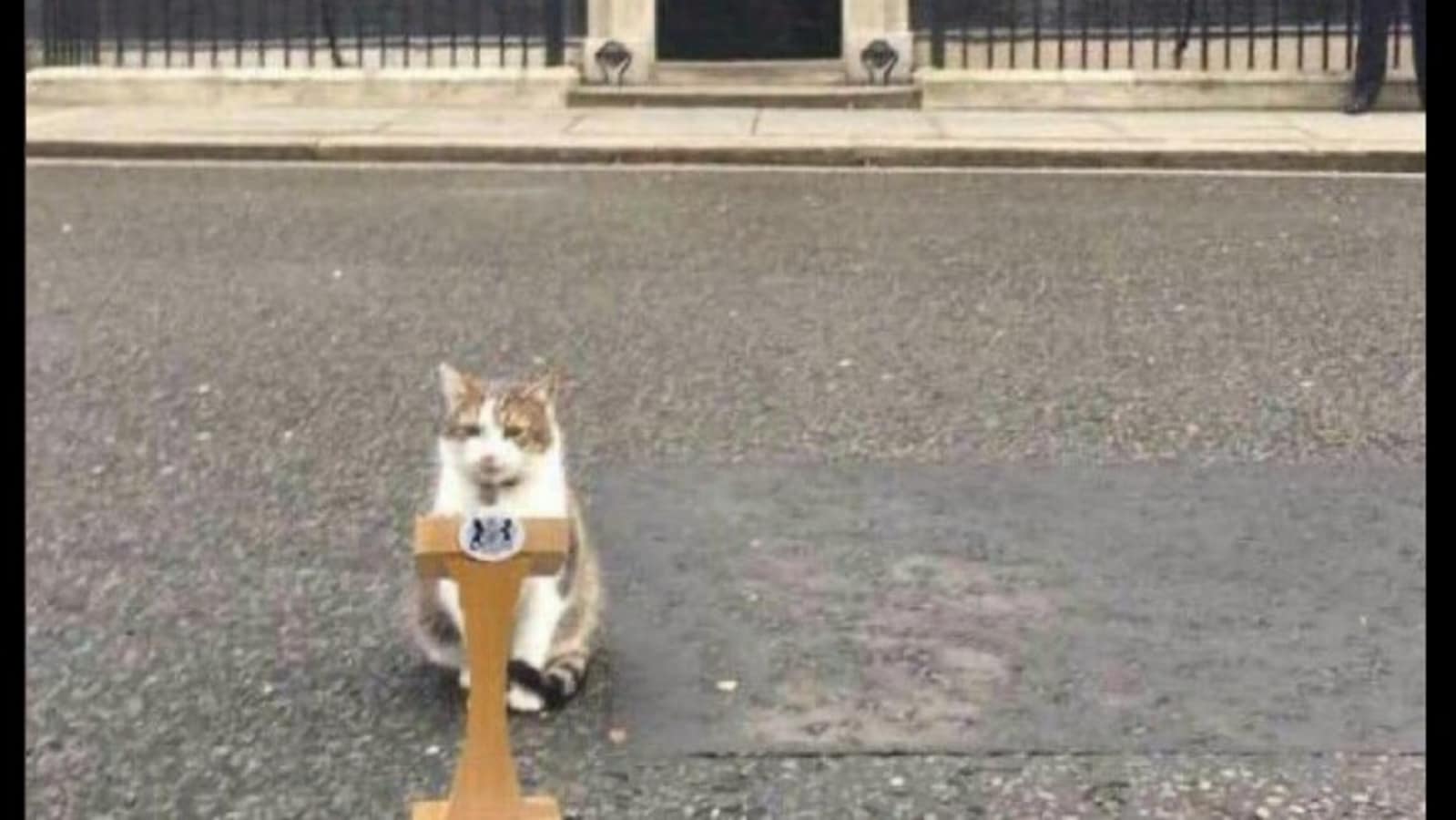 Larry the cat ‘shares’ that it is yet to find PM Rishi Sunak's wallet