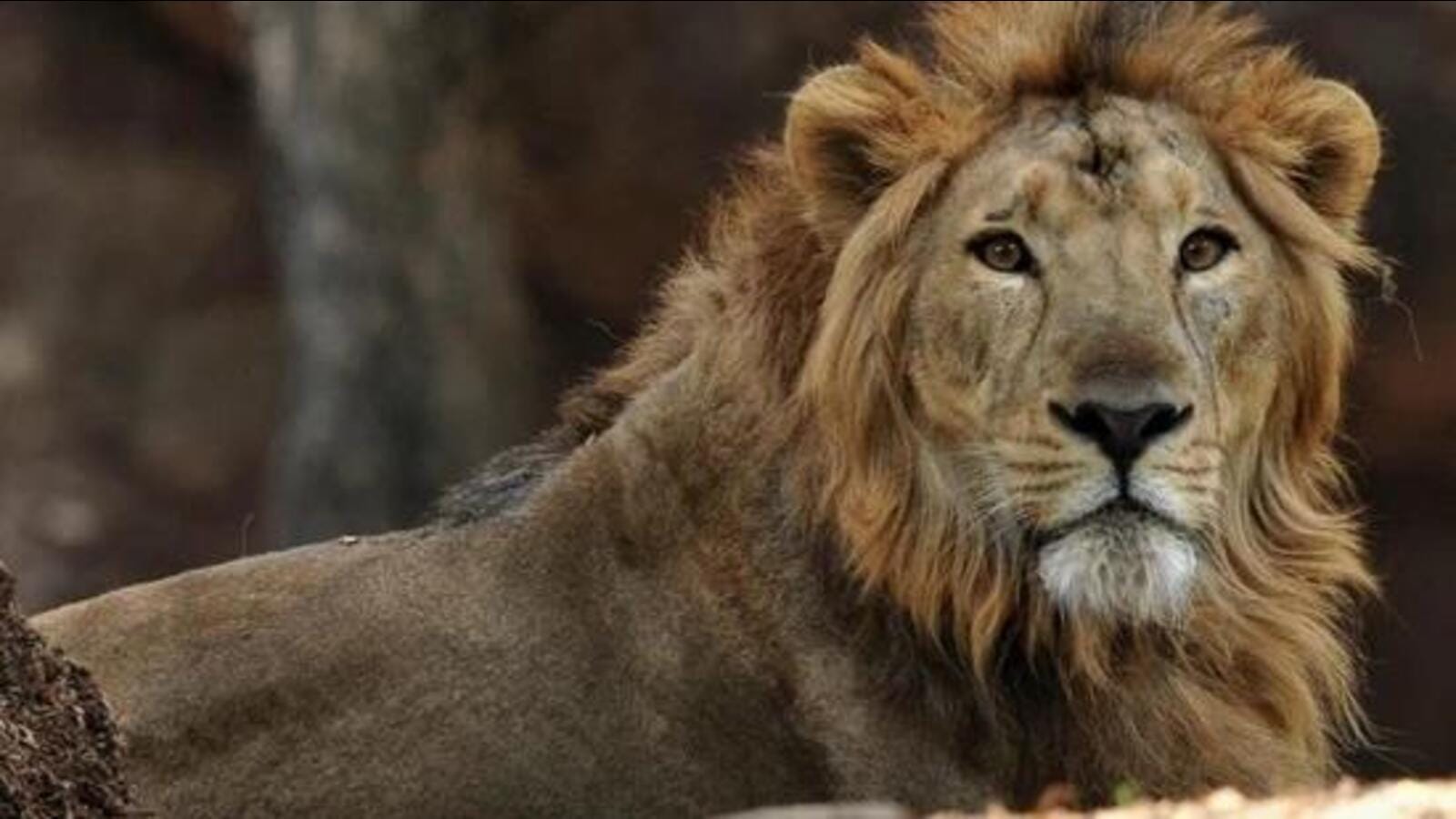 This Indian state is planning its first lion safari (and it's not Gujarat)