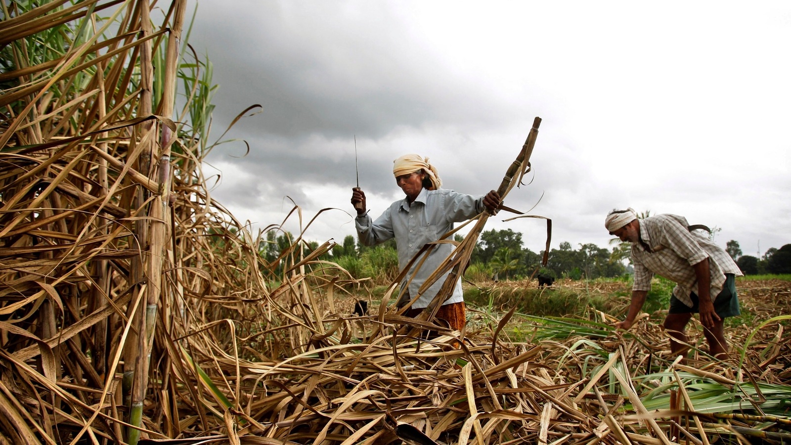 India allows 6million tonne of sugar export | India News