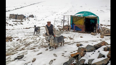 A man walks with goats on the snow covered Mughal Road at Pir Panjal Pass, also called as Peer ki Gali. (ANI File)