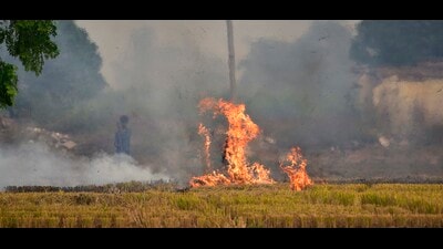 To date, Bathinda and its adjoining eight districts, including Sangrur and Barnala, have reported 15,558 cases which was 53% of total stubble burning cases of 29,400. (HT File) To date, Bathinda and its adjoining eight districts, including Sangrur and Barnala, have reported 15,558 cases which was 53% of total stubble burning cases of 29,400. (HT File)