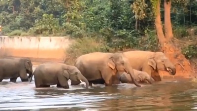 Elephants in water. (Twitter/@ParveenKaswan) Elephants in water. (Twitter/@ParveenKaswan)