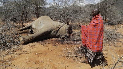 The Amboseli, Tsavo and Laikipia-Samburu areas, home to 65% of Kenya’s elephant population, are among the hardest hit by the drought. (File) (AP) The Amboseli, Tsavo and Laikipia-Samburu areas, home to 65% of Kenya’s elephant population, are among the hardest hit by the drought. (File) (AP)