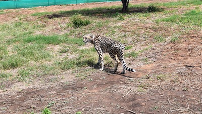 Eight cheetahs from Namibia were translocated to Kuno National Park on September 17. (ANI)