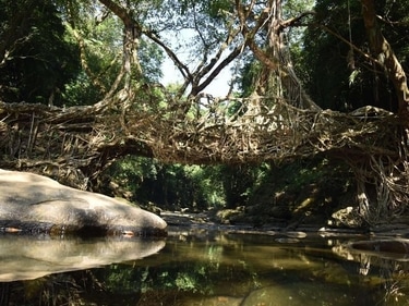 Mawlynnong has become one of the most popular village tourist sites as a result of these, which are 1,000 years old. (HT gallery) Mawlynnong has become one of the most popular village tourist sites as a result of these, which are 1,000 years old. (HT gallery)