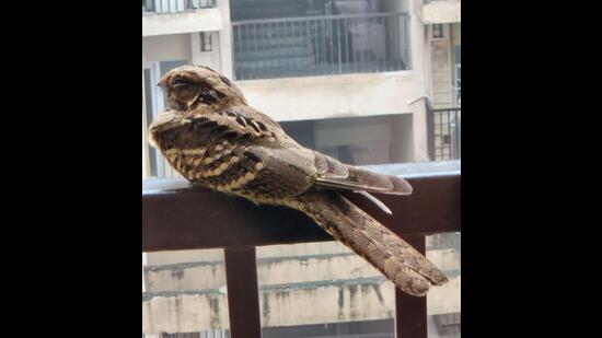 Long-tailed nightjar on the balcony of the 18th floor. (Photo: Parul Saini) Long-tailed nightjar on the balcony of the 18th floor. (Photo: Parul Saini)