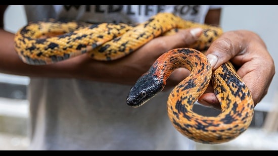 Royal snake rescued from ‘bhujia’ stacks kept at Kendriya Bhandar, New Delhi. (PHOTO: WILDLIFE SOS) Royal snake rescued from ‘bhujia’ stacks kept at Kendriya Bhandar, New Delhi. (PHOTO: WILDLIFE SOS)