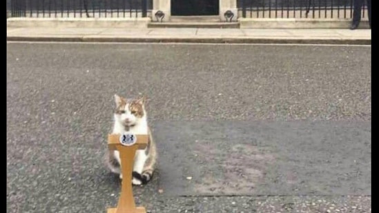 Larry the cat on a podium.(Twitter/@Number10cat)