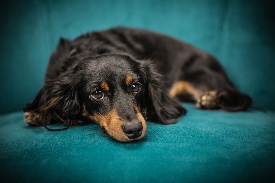 A diabetic dog may feel excessively thirsty, urinate too much, may have appetite changes and the eyes could appear cloudy. (Pixabay)
