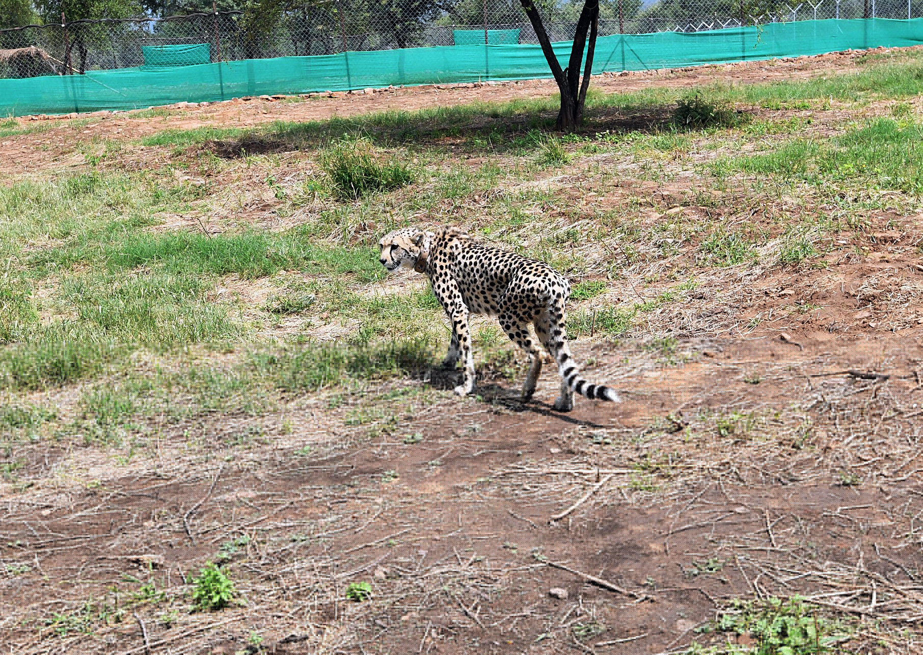 Eight cheetahs from Namibia were translocated to Kuno National Park on September 17. (ANI) Eight cheetahs from Namibia were translocated to Kuno National Park on September 17. (ANI)