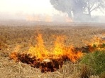 Paddy straw burning in Punjab and Haryana is one of the reasons behind the alarming spike in air pollution levels in the national capital region in October and November. (ANI) Paddy straw burning in Punjab and Haryana is one of the reasons behind the alarming spike in air pollution levels in the national capital region in October and November. (ANI)