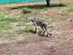 Eight cheetahs from Namibia were translocated to Kuno National Park on September 17. (ANI)(HT_PRINT) Eight cheetahs from Namibia were translocated to Kuno National Park on September 17. (ANI)(HT_PRINT)