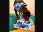 The image shows the dog busy in creating an artwork.