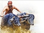 Rishab Shetty's character Shiva competing in Kambala, the traditional buffalo race of Karnataka in Kantara.