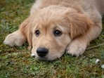 Canine lymphoma is one of the most common cancers found in dogs making up a majority of canine cancer cases. (Pixabay) Canine lymphoma is one of the most common cancers found in dogs making up a majority of canine cancer cases. (Pixabay)