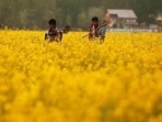 Prime Minister Narendra Modi-led Union government is now expected to take a political call on whether to allow commercial cultivation of GM mustard in India. (Reuters) Prime Minister Narendra Modi-led Union government is now expected to take a political call on whether to allow commercial cultivation of GM mustard in India. (Reuters)