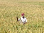 Severe heatwaves and changing rainfall patterns threaten India’s food security, especially its rice and wheat cropping systems, critical to feeding the world’s second-most populous nation, climate scientists have warned. Severe heatwaves and changing rainfall patterns threaten India’s food security, especially its rice and wheat cropping systems, critical to feeding the world’s second-most populous nation, climate scientists have warned.