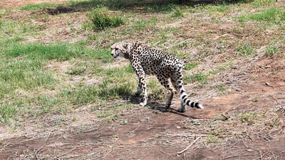 Eight cheetahs from Namibia were translocated to Kuno National Park on September 17. (ANI) (HT_PRINT)
