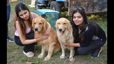 Rottweilers and golden retrievers were the major highlight of the dog show that was held at Sector 3, Panchkula. (Sant Arora/HT)