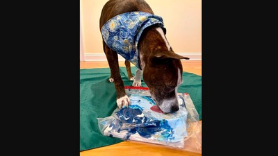 The image shows the dog busy in creating an artwork. (Facebook/Happily Furever After Rescue)