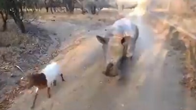 The image, taken from the viral Twitter video, shows the baby rhino with its goat friend. (Screengrab)