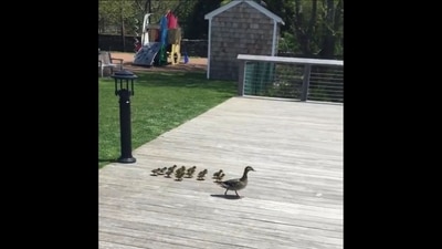The brood of ducklings following their mama. (Twitter/@fasc1nate) The brood of ducklings following their mama. (Twitter/@fasc1nate)