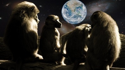 China Space Plan: China may be sending monkeys into space for research. (Representational) China Space Plan: China may be sending monkeys into space for research. (Representational)