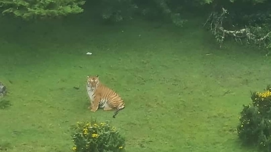 The image, taken from the Twitter video, shows the tiger spotted near a golf course in Ooty.(Twitter/@Ananth_IRAS)