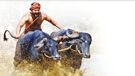 Rishab Shetty's character Shiva competing in Kambala, the traditional buffalo race of Karnataka in Kantara.