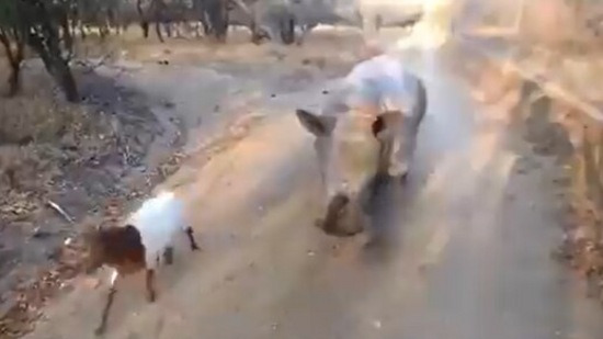 The image, taken from the viral Twitter video, shows the baby rhino with its goat friend.(Screengrab)