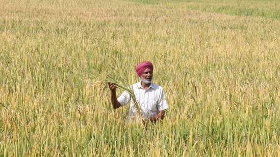 Severe heatwaves and changing rainfall patterns threaten India’s food security, especially its rice and wheat cropping systems, critical to feeding the world’s second-most populous nation, climate scientists have warned.