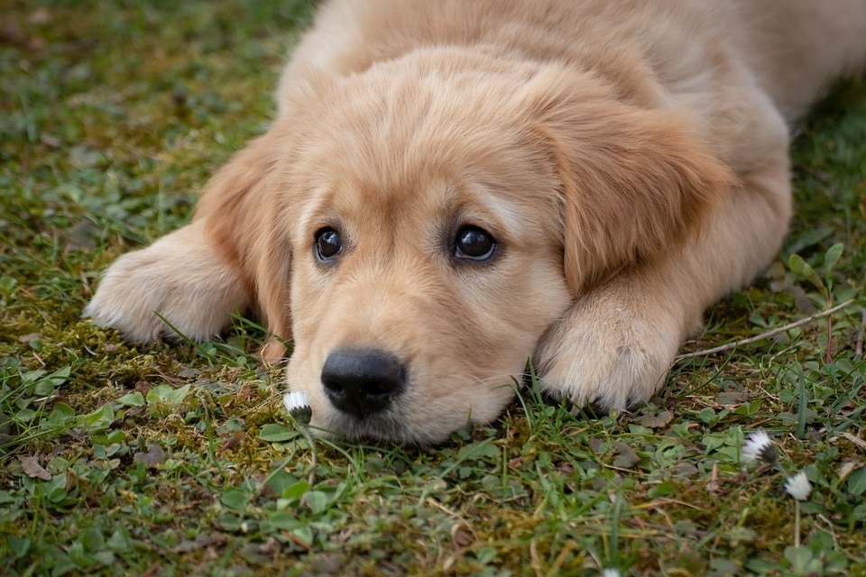 Canine lymphoma is one of the most common cancers found in dogs making up a majority of canine cancer cases. (Pixabay)