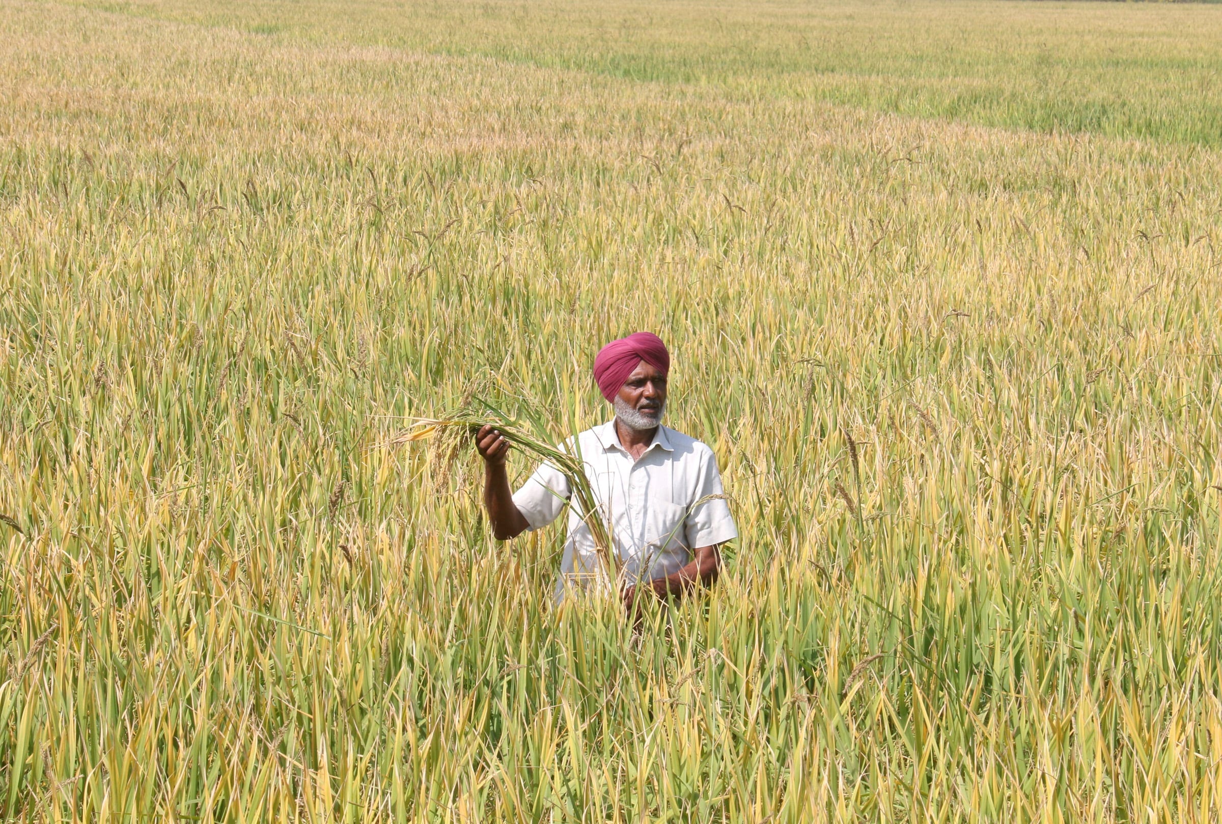 Severe heatwaves and changing rainfall patterns threaten India’s food security, especially its rice and wheat cropping systems, critical to feeding the world’s second-most populous nation, climate scientists have warned.