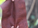 The initiative is a regenerative approach to creating leather out of floral waste, developed by IIT Kanpur-incubated startup Phool.co.(Handout) The initiative is a regenerative approach to creating leather out of floral waste, developed by IIT Kanpur-incubated startup Phool.co.(Handout)