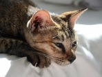 Signs your cat maybe deaf or losing their hearing (Unsplash) Signs your cat maybe deaf or losing their hearing (Unsplash)