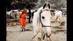 The event, held annually at Sonepur in Saran district, is said to be the largest cattle fair in India. (HT Archives) The event, held annually at Sonepur in Saran district, is said to be the largest cattle fair in India. (HT Archives)