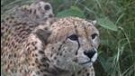 Some wildlife activists had raised questions about the ability of the translocated cheetahs to hunt in the wild.. Some wildlife activists had raised questions about the ability of the translocated cheetahs to hunt in the wild..