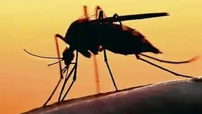 India has made significant strides in its battle against malaria through collaborative partnerships and dedicated efforts from the bottom up. India has made significant strides in its battle against malaria through collaborative partnerships and dedicated efforts from the bottom up.