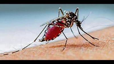 While 353 dengue cases were found from the city alone, Khanna town has also emerged as the new dengue hotspot with 47 confirmed cases. No death due to dengue has been reported in Ludhiana so far. (HT FILE) While 353 dengue cases were found from the city alone, Khanna town has also emerged as the new dengue hotspot with 47 confirmed cases. No death due to dengue has been reported in Ludhiana so far. (HT FILE)
