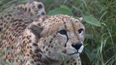 Some wildlife activists had raised questions about the ability of the translocated cheetahs to hunt in the wild.. Some wildlife activists had raised questions about the ability of the translocated cheetahs to hunt in the wild..