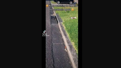 The image, taken from the Instagram video, shows the agitated bird whose chick was stuck in a drain and got rescued by a woman. (Instagram/@her_ausventure)