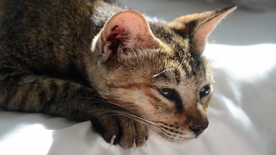 Signs your cat maybe deaf or losing their hearing (Unsplash) Signs your cat maybe deaf or losing their hearing (Unsplash)