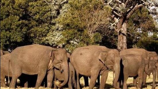 According to reports, elephants were sold and purchased at the mela despite the ban. (File image)