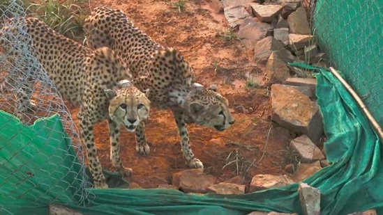 Two cheetahs being released to a bigger enclosure for further adaptation to the habitat after the mandatory quarantine, at Kuno National Park, Madhya Pradesh. (PTI)