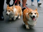Dogs with bone cancer can be treated using 'click' chemistry, says new study (AP) Dogs with bone cancer can be treated using 'click' chemistry, says new study (AP)