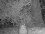 The image shows the psychedelic Sonoran desert toad.(Facebook/@National Park Service) The image shows the psychedelic Sonoran desert toad.(Facebook/@National Park Service)