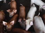 85 pigs die of African swine fever in fortnight in Madhya Pradesh's Katni 85 pigs die of African swine fever in fortnight in Madhya Pradesh's Katni