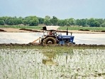 This kharif season, paddy was sown on 3.8 million hectares across the state, officials added. (Sanjeev Kumar/HT Photo)(HT_PRINT) This kharif season, paddy was sown on 3.8 million hectares across the state, officials added. (Sanjeev Kumar/HT Photo)(HT_PRINT)